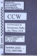 Etiketten zu Hypnoidus iturupensis (Platia & Gudenzi, 2005) (NHMW-ZOO-COL-0007390)